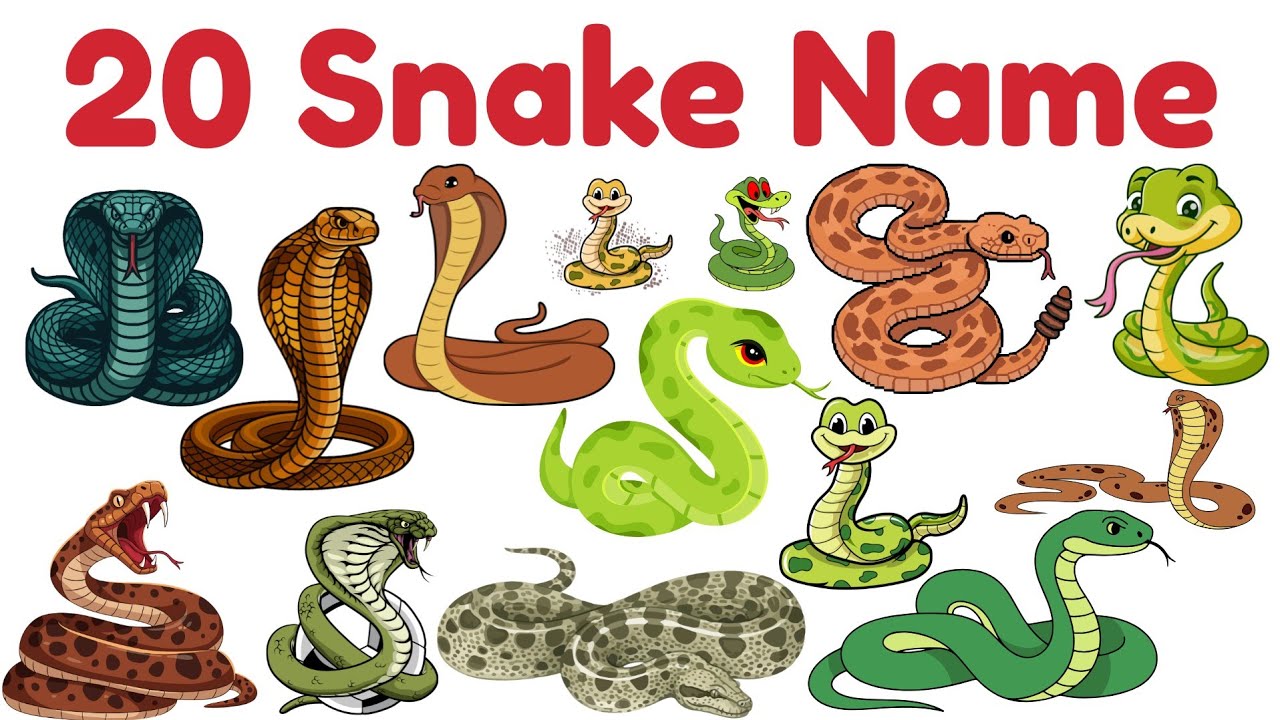 20 सांपों के नाम | Learn Snake Name for kids | Educational  Animals Learning Video