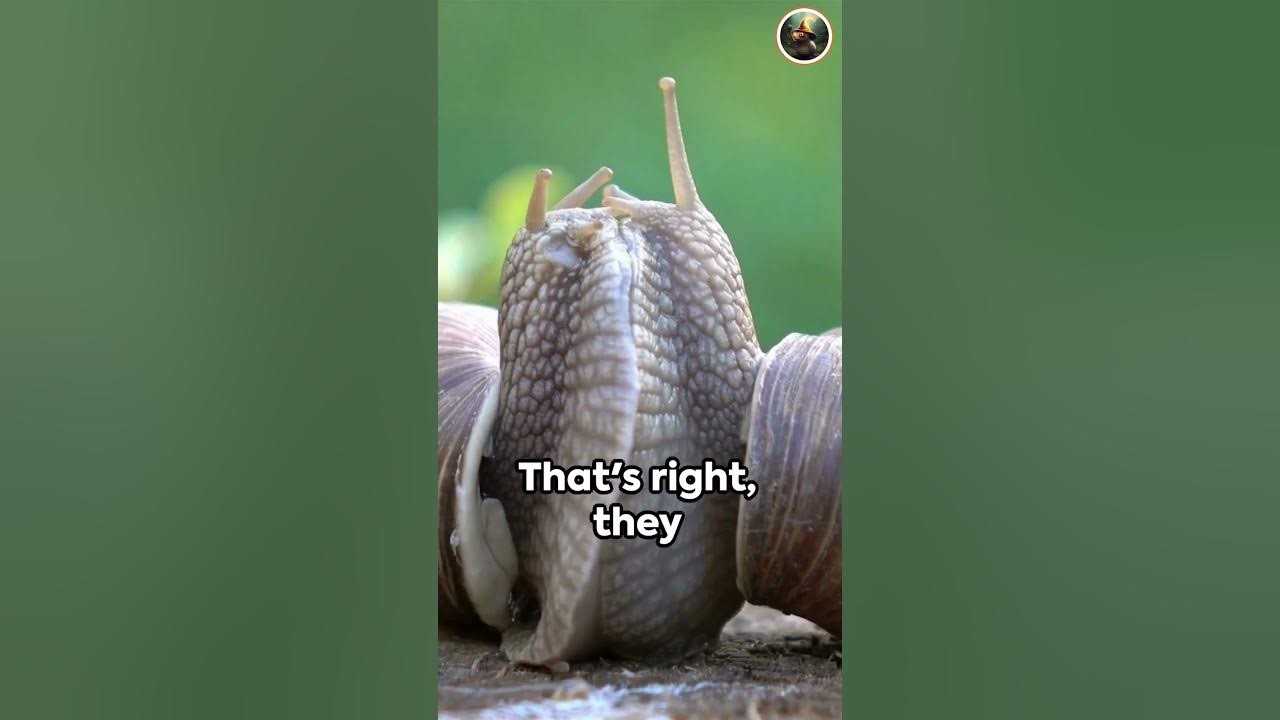 How do Snails Mate? YouTube