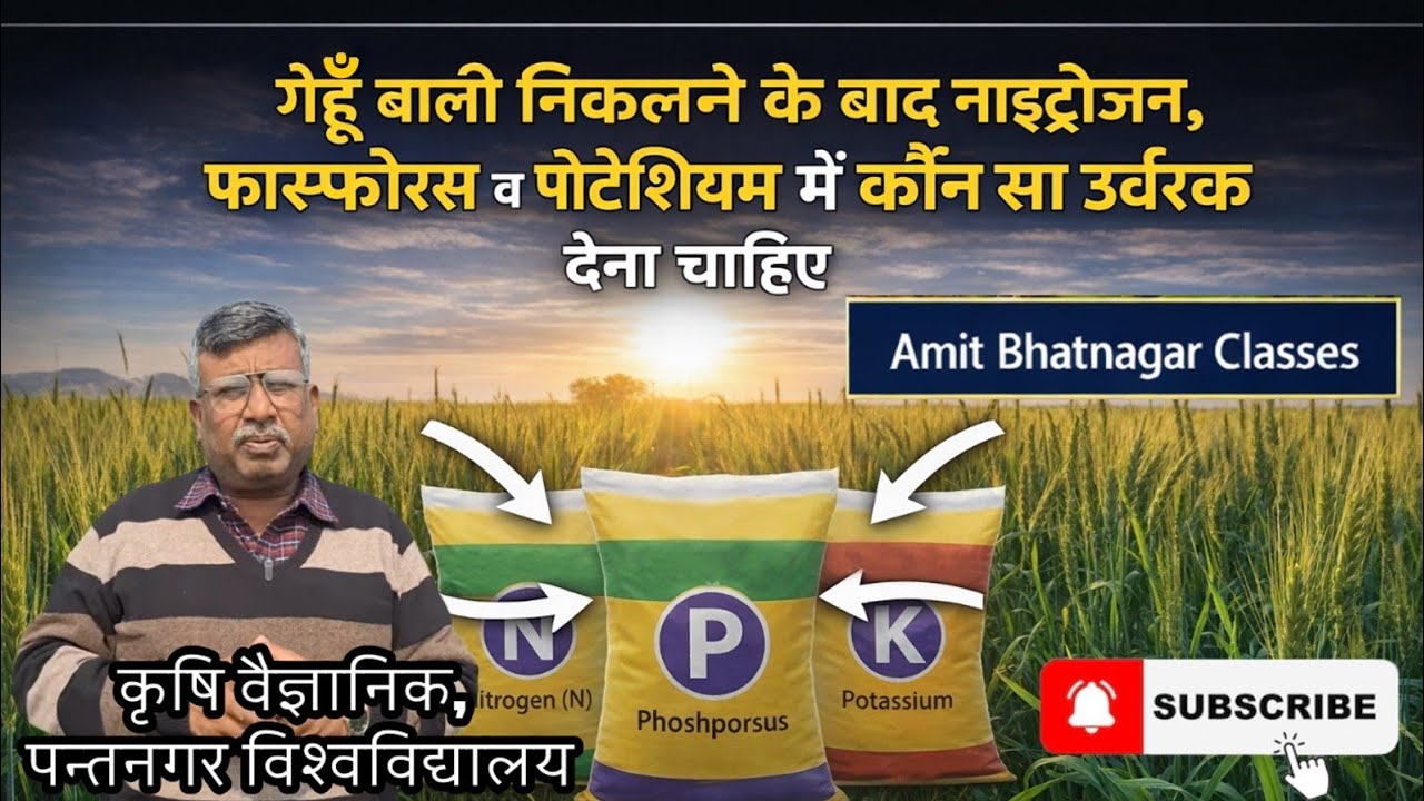 गेहूँ बाली निकलने के बाद नाइट्रोजन,  फास्फोरस व पोटैशियम में कोन सा उर्वरक देना चाहिए