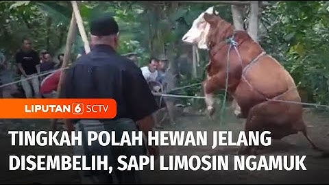 Tingkah Polah Hewan Kurban Jelang Disembelih, Sapi Limosin Mengamuk | Liputan 6