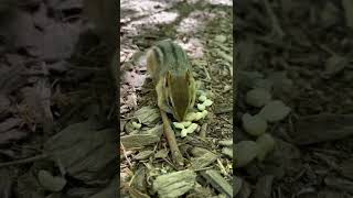 Chipmunk bit my finger😬🐿