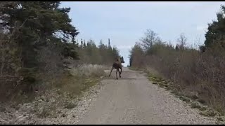 Port Aux Basque To Piccadilly Cross Roads