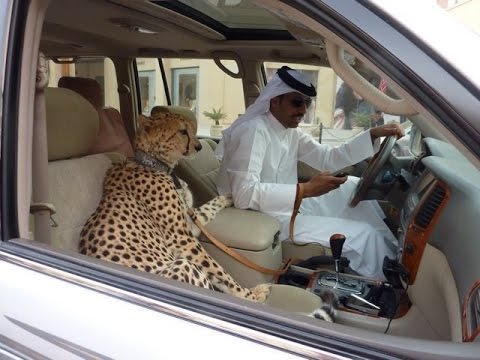Как живут шейхи-миллионеры в Арабских Эмиратах (ОАЭ) в Дубае. Чтоб всем так жить...