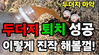 두더지 100프로 퇴치하는 기발한방법 씨까지 말립니다! #두더지퇴치 #올킬 #들쥐 #두더지퇴치약 #두더지약 #mole #쥐약