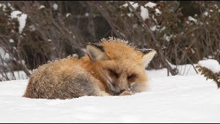 Born Wild - a Meditation on Snow and Nature by Jana Malin 1,222 views 3 months ago 2 minutes, 24 seconds