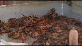 Crawfish vs. Weather: how cold fronts can impact a successful season Cold Weather Impacts Local Crawfish Supply But Experts Predict Normal Season Ahead