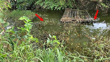 Câu Cá Rô Đồng | Câu Cá Rô Đồng Chinh Phục Con Cá Rô Khủng Trong Gốc Cây | Tập 41