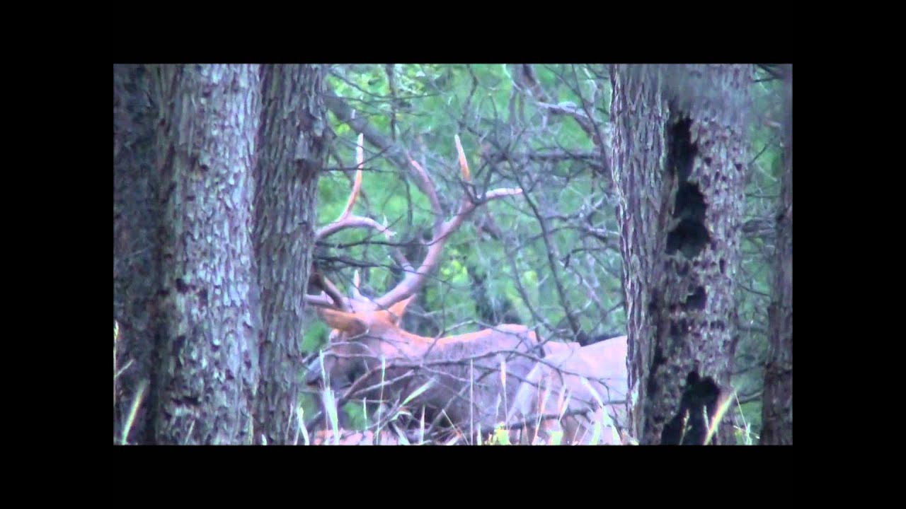 Field Judging Bull Elk Antlers-Guess the Score 15