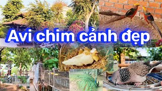 Giao chim công và tặng chim trĩ 7 màu cho chú khách cùng quê | Chăn Nuôi Miền Tây | 21/02/2024