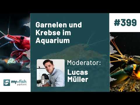 my-fish.org - Shrimps and crabs in the aquarium - tips for beginners and advanced
