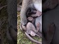 #Shorts #YouTubeShorts #ViralShorts #TrendingShorts #CuteAnimals #AnimalShorts #FunnyAnimals #CuteA