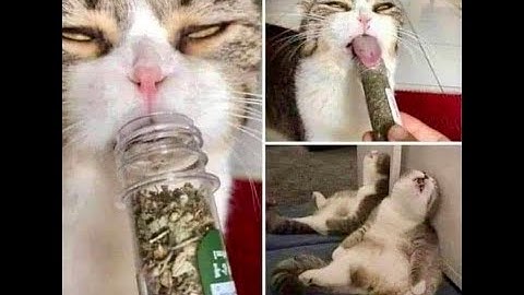 Cats Go Wild for Catnip: The Ultimate Feline Frenzy!