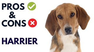 Harrier Dog  Pros and Cons | Harrier Dog  Advantages and Disadvantages