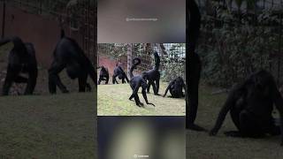 Full The Arboreal World of Spider Monkeys News