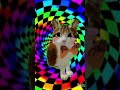 Crappy animation skills or im prob just lazy #roblox #catmeme #animation