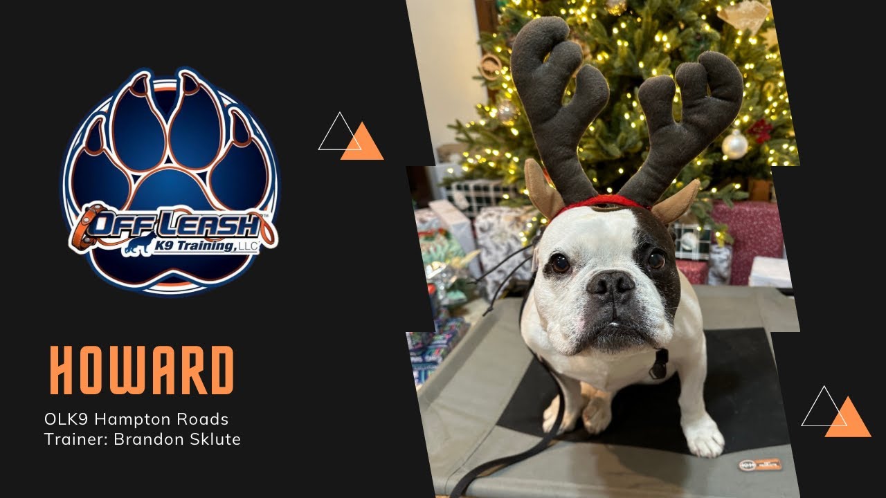 7 Y/O French Bulldog "Howard" | Old Dog Learns New Tricks! | OLK9 - YouTube