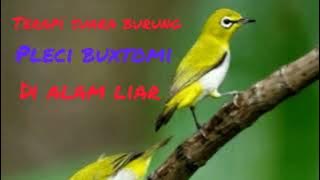 Terapi suara burung pleci Bustomi di alam liar