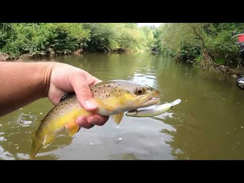 Bachforellen am kleinen Fluss - Livebisse mit der Spinnrute