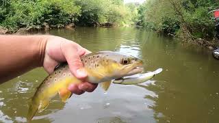 Bachforellen am kleinen Fluss - Livebisse mit der Spinnrute