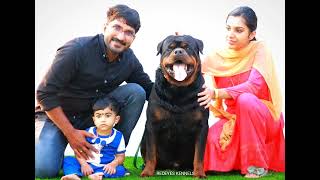 CRISPY TIMIT TOR . WITH CUTE FAMILY. ONE OF THE #best #rottweiler #india #redeyes #kennels . #king