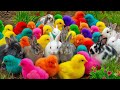 Tangkap Ayam Lucu, Ayam Warna Warni, Ayam Rainbow Gokil, Kelinci, Kucing Lucu, Bebek, Hewan Lucu