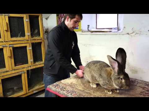 Video: Giant Chinchilla Rabbit