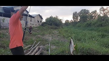 Câu cá tra sông// khúc sông nhỏ nhưng lại có nhiều cá