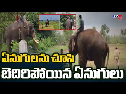 9 ఏళ్ల ఏనుగుల కష్టాలకు విముక్తి? | Operation Gaja In Parvathipuram Manyam District | TV5 News - TV5NEWS