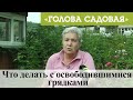 Голова садовая - Что делать с освободившимися грядками