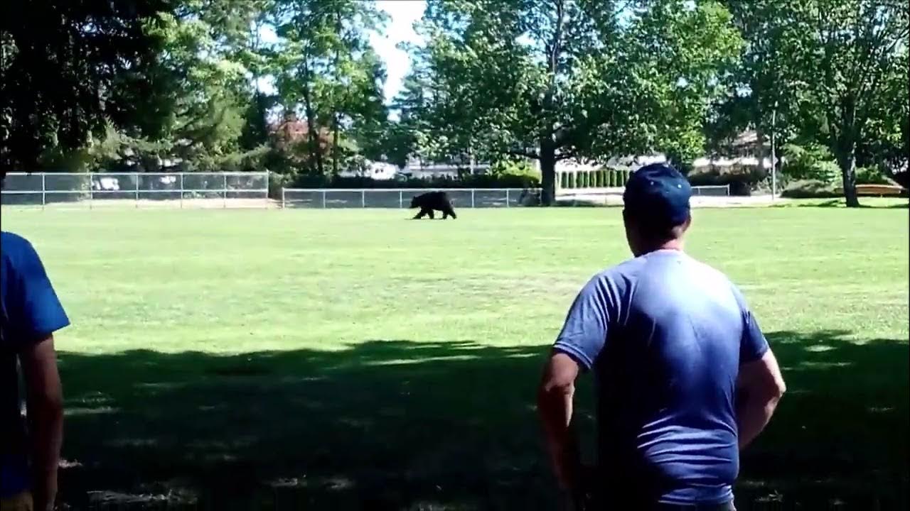 BEAR JOINS PICNIC YouTube