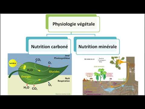 Vidéo: Quels sont les processus physiologiques chez les plantes ?