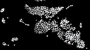 Algorithm Visualized: Flocking simulation
