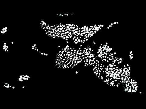 Algorithm Visualized: Flocking simulation