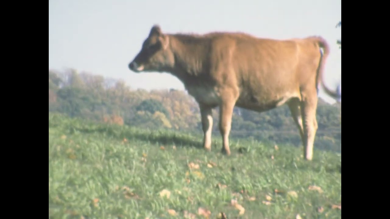 Ma's house film, and cows