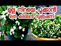 A cool formula to make mulla bloom full |jasmin plant malayalam|mulla pookkan|mulla niraye pookkan