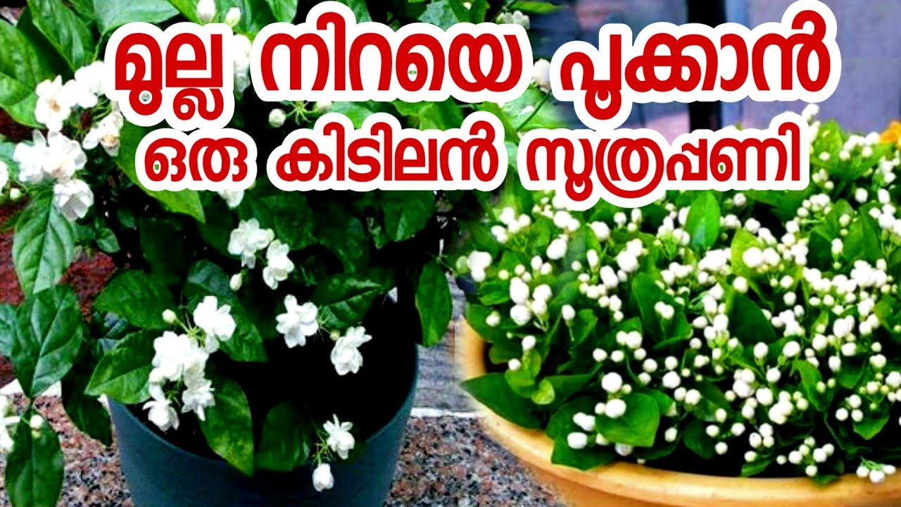 A great formula to make mulla bloom full jasmin plant malayalammulla pookkanmulla niraye pookkan
