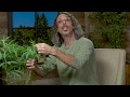 Cannabis Super-Cropping: Kyle Kushman's "Chiropractic" Plant Training Method / Green Flower