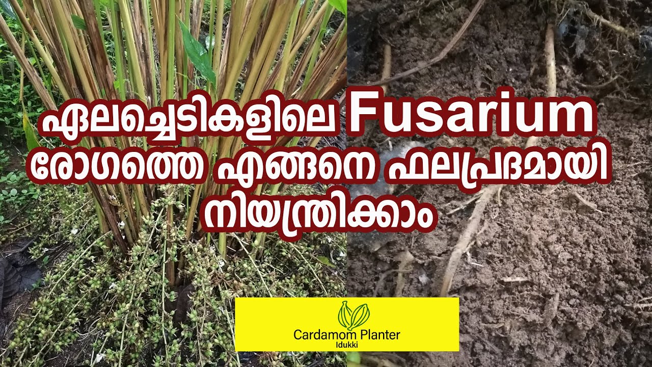 ഏലച്ചെടികളിലെ Fusarium രോഗത്തെ എങ്ങനെ ഫലപ്രദമായി നിയന്ത്രിക്കാം