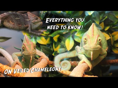 Video: Kameleonplanten kweken - Informatie over de verzorging van kameleonbodembedekkers