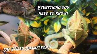 How To Care For Veiled Chameleons | FULL Care Tutorial!