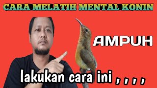 Download Lagu Tips melatih mental konin || perawatan konin biar bermental baja MP3