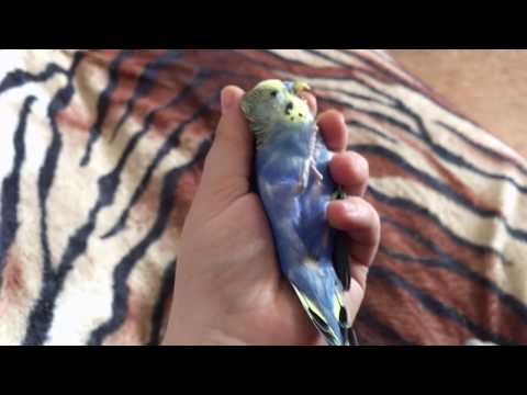 Вопрос: Как подрезать попугаю крылья?