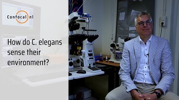 How C. elegans Sense: Exploring Life Processes | Interview with Prof. E. Peterman & G. Haasnoot