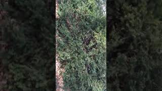 Biggest Solo Leaf Clean up Challenge. 😞