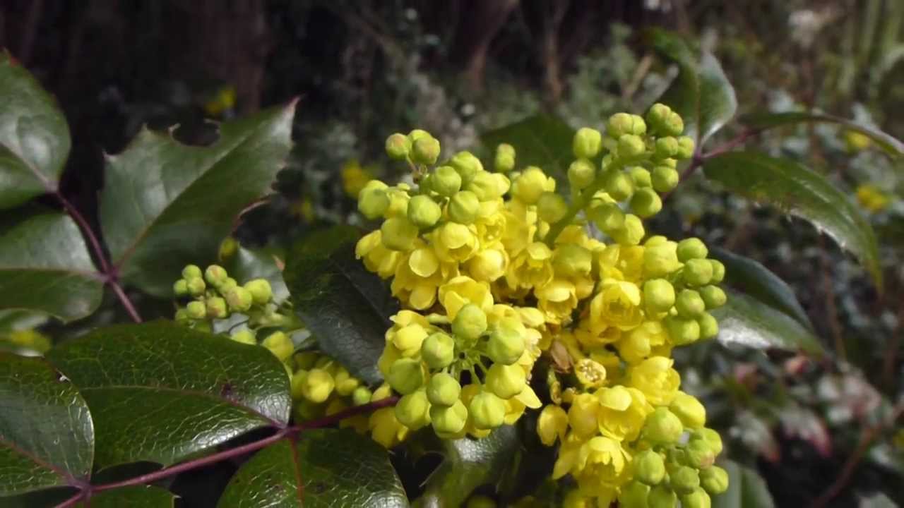 Oregon Grape - Mahoníu runni með gul blóm - Skrautrunni - Broddur