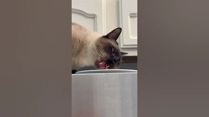 Watch the video about Siamese House Cat Eats Mouse