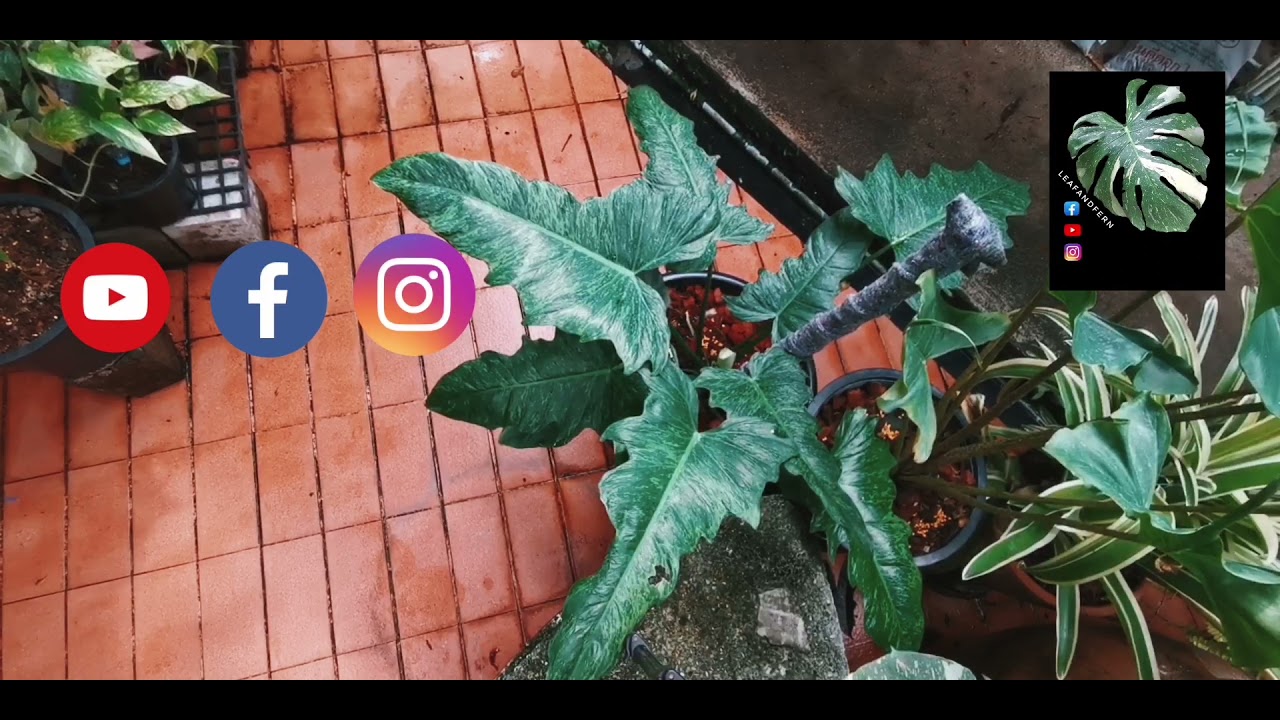 แนะนำต้นไม้ EP30 : 