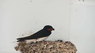 Barn swallows in their nest