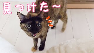 目の前にママがいるのに探してしまうサビ猫が可愛すぎる…