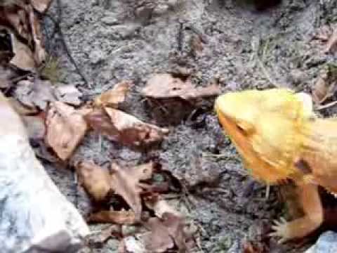 lizard skin grips Bearded dragon running around